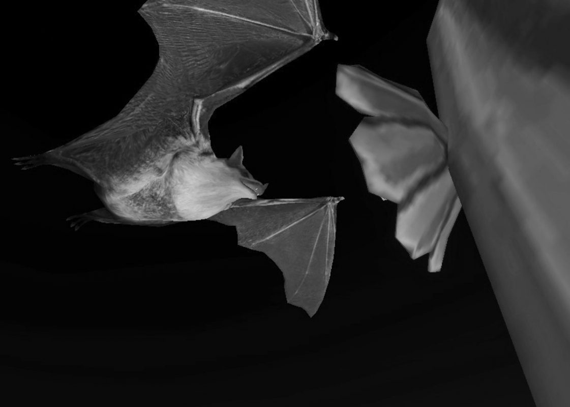 bat-experience-pollination-through-sound_Marthin Rozo, 2021