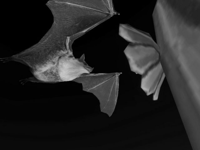 bat-experience-pollination-through-sound_Marthin Rozo, 2021